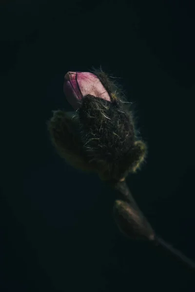 Eine Einzige Rosa Blume Blüht Aus Der Knospe — Stockfoto