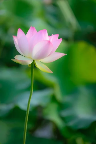 Selektywne Ujęcie Ostrości Pięknego Różowego Lotosu — Zdjęcie stockowe