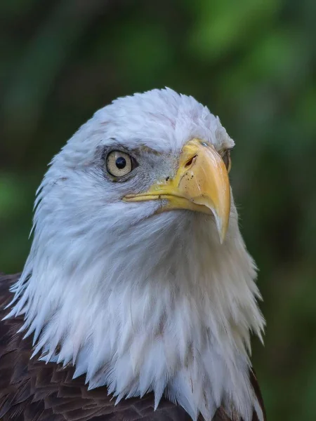 Vertical Closeup Shot Bald Eagle Head Blurred Background — Stock Photo, Image