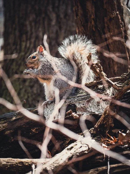 Closeup Gray Squirrel Wood — Stock Photo, Image
