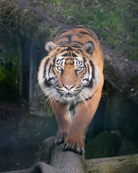 Svislý Záběr Velkého Tygra Panthera Tigris Jak Dívá Kamery Rozmazaném — Stock fotografie