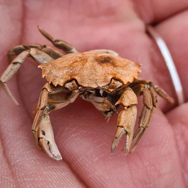 Closeup Small Dead Crab Palm Human — Stock Photo, Image