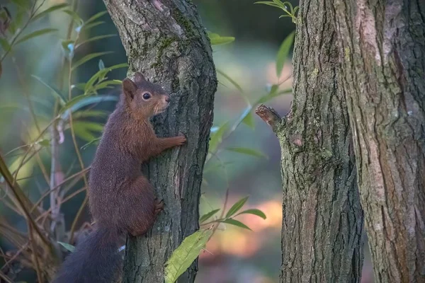 Cute Brown Squirrel Sciuridae Tree Trunk Blurred Background — Stock Photo, Image