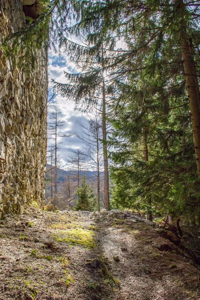 Vertikální Záběr Zeď Lese Obklopenou Zelenými Stromy — Stock fotografie