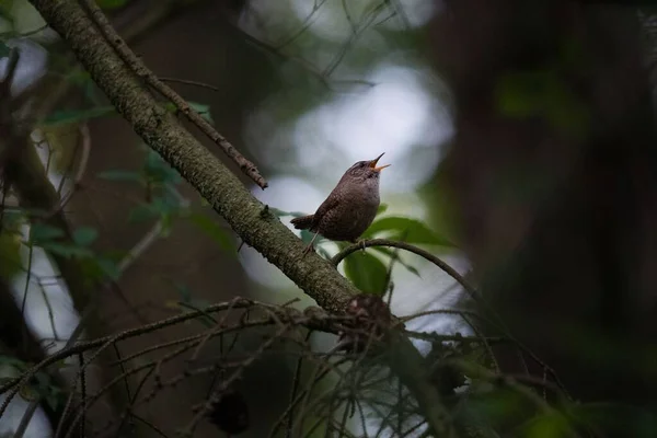 Avrasyalı Ötücü Kuşun Makro Görüntüsü Ormandaki Bir Dala Tünemiş Cıvıldıyor — Stok fotoğraf