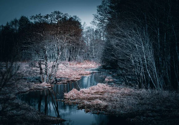 Kurumuş Ormanlar Kasvetli Bir Günde Çalıların Arasından Akan Bir Nehrin — Stok fotoğraf