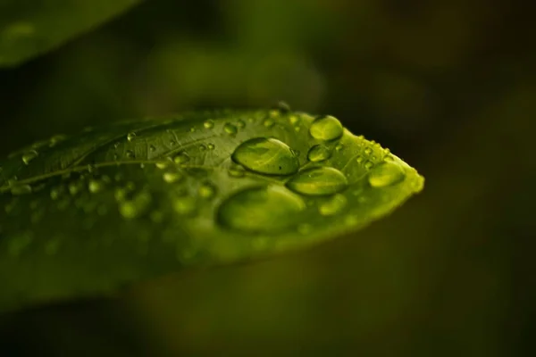 Зелений Боке Лист Краплями Води — стокове фото
