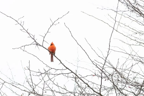 Vue Mignon Cardinal Nord Sur Une Branche Arbre Dans Une — Photo
