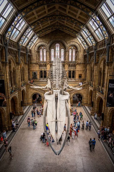 London August 2022 Interior Exhibits Natural History Museum London — Stock fotografie