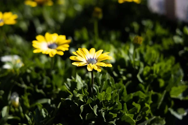 Close Uma Flor Margarida Amarela Comum Jardim — Fotografia de Stock
