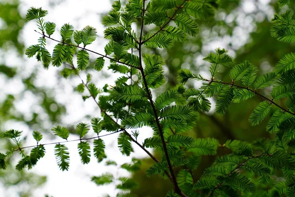 Les Feuilles Vertes Séquoia Aube — Photo