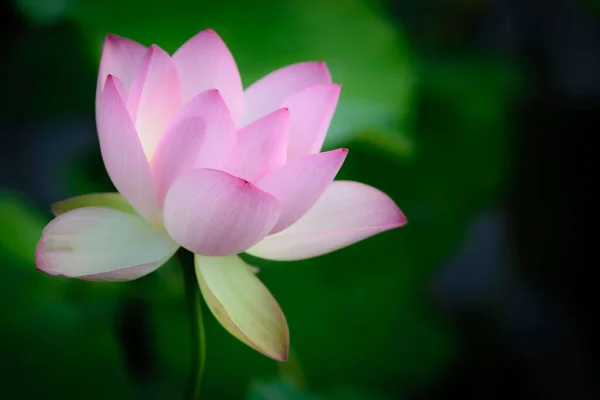 美しいピンクの蓮の選択的フォーカスショット — ストック写真
