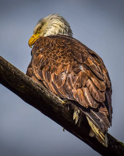 白天在森林里拍摄的南方秃鹰的垂直照片 — 图库照片