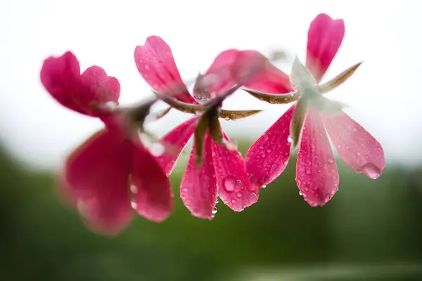 Nærbillede Sydafrikansk Geranium Blomst Blød Sløret Baggrund - Stock-foto