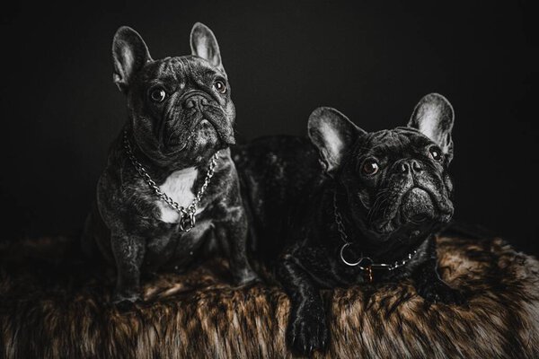 A closeup shot of two black french bulldogs on a black background
