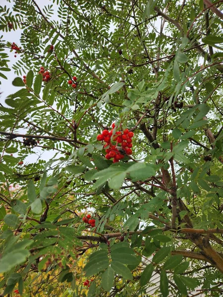 Вертикальный Снимок Ягод Рябиновом Дереве Sorbus Aucuparia — стоковое фото