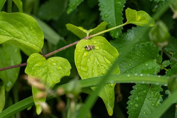 Die Taugrünen Blätter Einer Pflanze Wald — Stockfoto