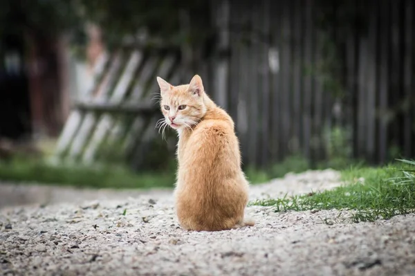 Gatto Rosso Seduto Nel Cortile Guardando Fotocamera Cancello Legno Sullo — Foto Stock