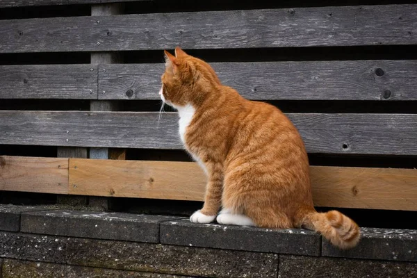 Eine Nahaufnahme Einer Rot Gestromten Katze Die Auf Einer Parkbank — Stockfoto
