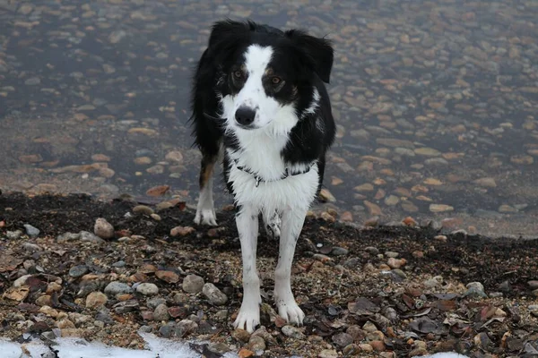 Een Zwart Witte Border Collie Hond Staand Het Water Het — Stockfoto