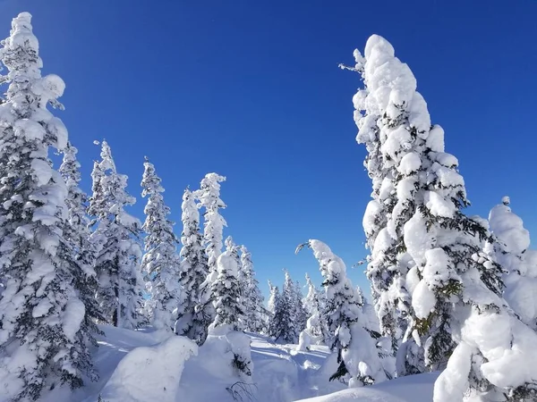 Μια Όμορφη Θέα Των Χιονισμένων Δέντρων Στο Δάσος — Φωτογραφία Αρχείου