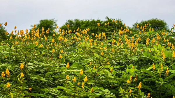 Güneşli Bir Günde Tarlada Çiçek Açan Senna Alata Ağacı — Stok fotoğraf