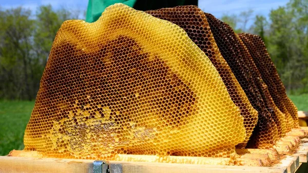 Organic Honey Honeycombs Green Trees Blurred Background Sunny Day — Stock Photo, Image