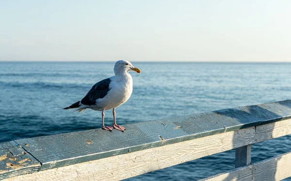 Closeup Shot Seagull Pier Sunset — Stock Photo, Image