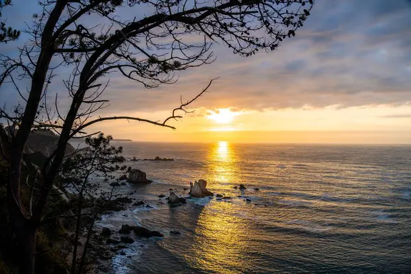Deniz Kıyısındaki Ağaçların Manzarası Altın Saati Yansıtıyor Gün Batımı Gökyüzü — Stok fotoğraf
