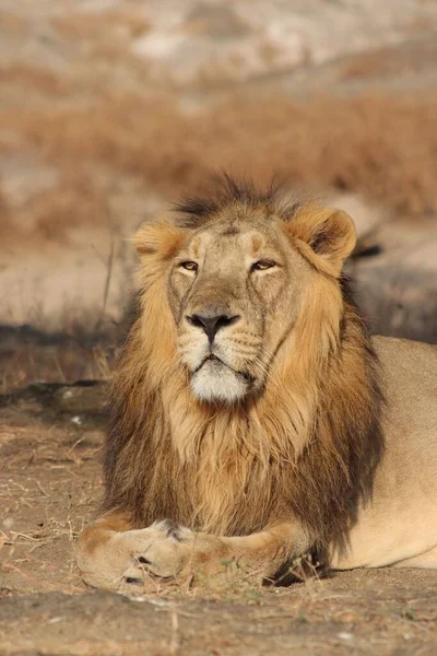 Ein Blick Auf Einen Schönen Löwen Der Sich Bei Sonnenaufgang — Stockfoto