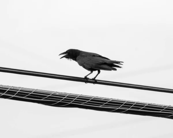 Черная Ворона Сидящая Линии Электропередач Фоне Ясного Неба — стоковое фото