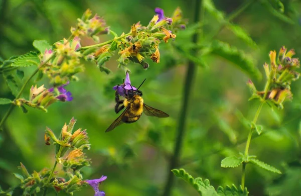 Makro Pszczoły Niebieskim Kwiatku — Zdjęcie stockowe
