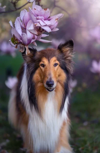 有粉红花朵的粗壮科利犬的选择焦点 — 图库照片