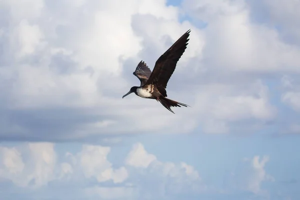 Plano Enfoque Superficial Frigatebird Con Alas Abiertas Que Elevan Alto — Foto de Stock