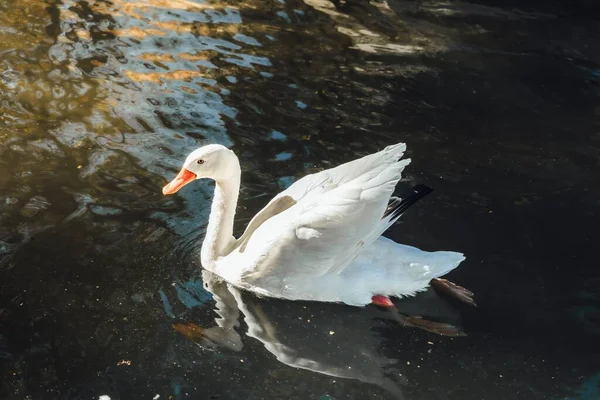 Eine Nahaufnahme Eines Weißen Schwans Auf Dem Teich Sonnenlicht Mit — Stockfoto