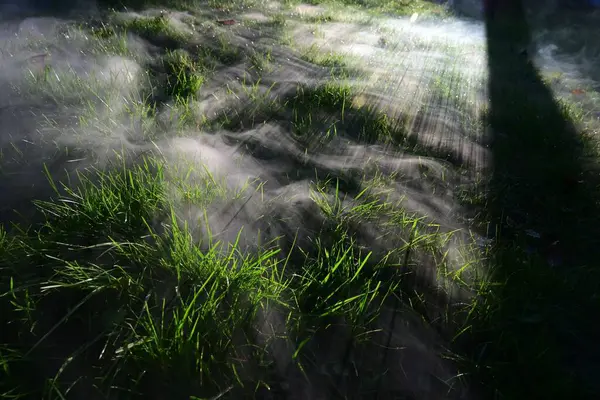 Stock image The grass in a forest on a foggy day