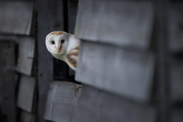 Beautiful View Barn Owl Looking Camera — Stock Photo, Image