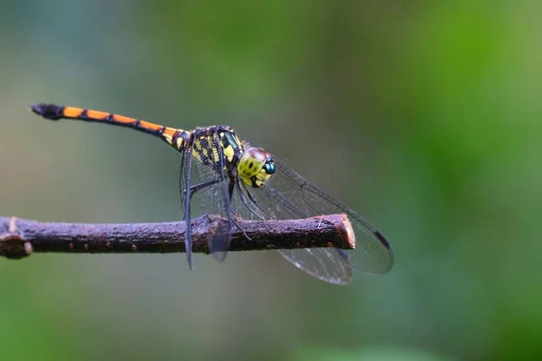 Makroaufnahme Einer Libelle Auf Zweig Auf Verschwommenem Hintergrund — Stockfoto