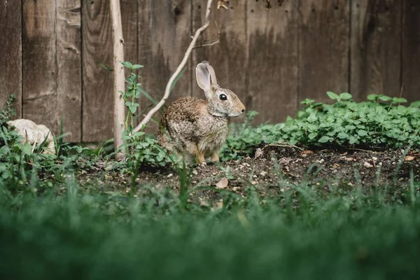 Close Shot Hare Garden — Stock Photo, Image