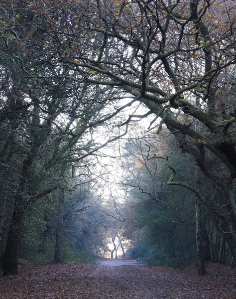 Вертикальный Снимок Дороги Окруженной Лиственными Деревьями Парке Элтон Бирмингем Великобритания — стоковое фото