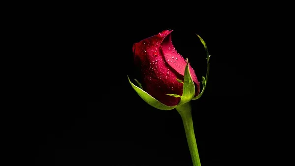 Closeup Red Blooming Rose Black Background — Stock Photo, Image
