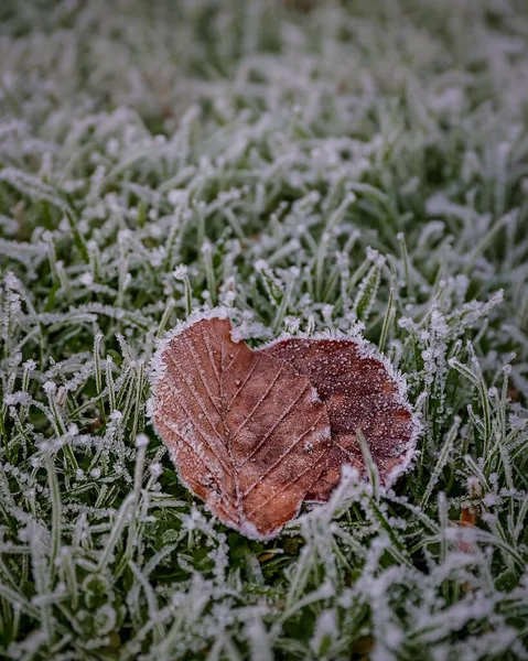 Vertical Shot Dry Beech Tree Leaf Frosty Grass — Stock Photo, Image