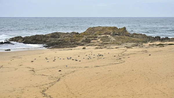 Uma Paisagem Cênica Vazia Areia Com Pássaros Dia Sombrio — Fotografia de Stock