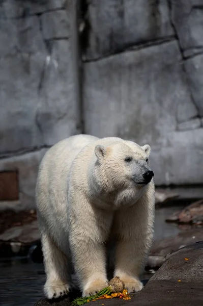动物园里一只美丽的湿白北极熊的垂直镜头 — 图库照片