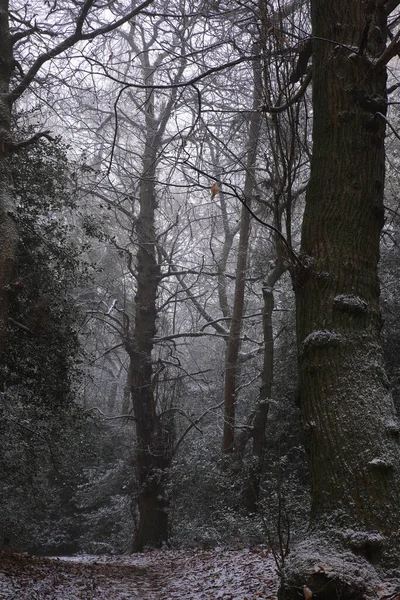 Tiro Vertical Árvores Parque Sutton Nevado Birmingham Dia Frio — Fotografia de Stock