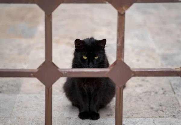 一只黑猫坐在金属栅栏后面 — 图库照片