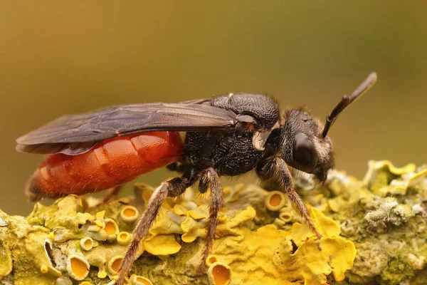 Detailed Closeup Ruby Red Cleptoparaiste Cuckoo Solitary Bee Sphecodes Albilabris — Stock Photo, Image