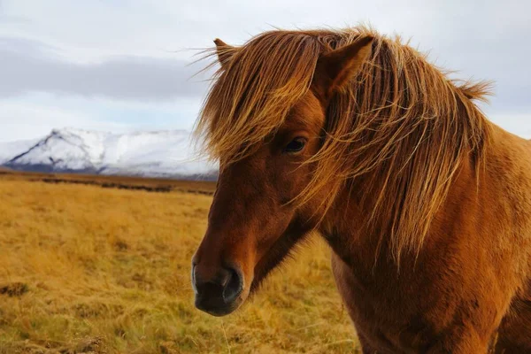 Ένα Κοντινό Πλάνο Ενός Ισλανδικού Αλόγου Στο Λιβάδι Snaefellsnes Ισλανδία — Φωτογραφία Αρχείου