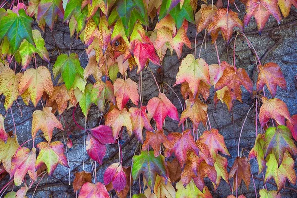 Żółty Pomarańczowy Czerwony Brązowy Jesienią Drzewa Liście Zmieniają Kolor Jesienią — Zdjęcie stockowe