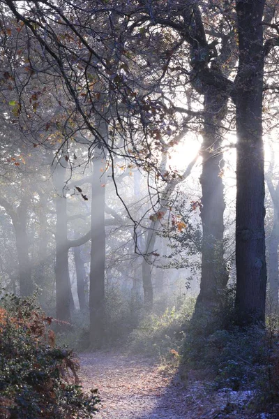 Birmingham Daki Sutton Parkındaki Ağaçların Dikey Çekimi Arka Planda Güneş — Stok fotoğraf